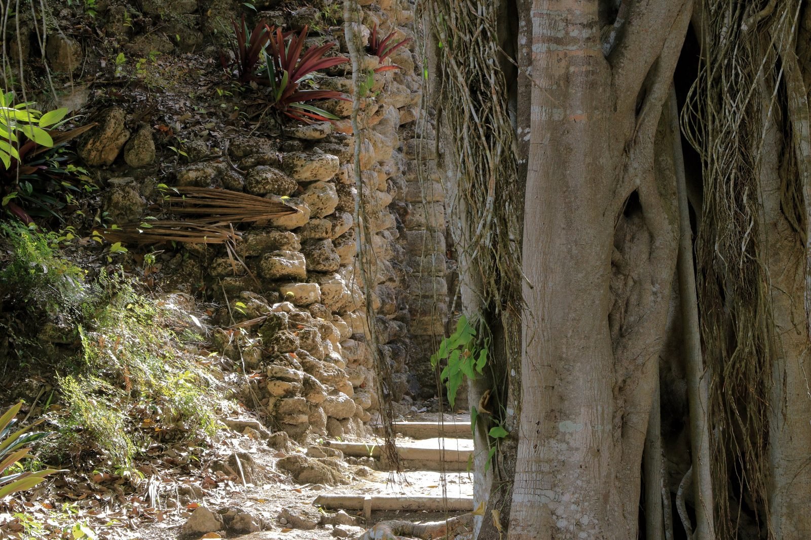 A giant tree at Chacchoben