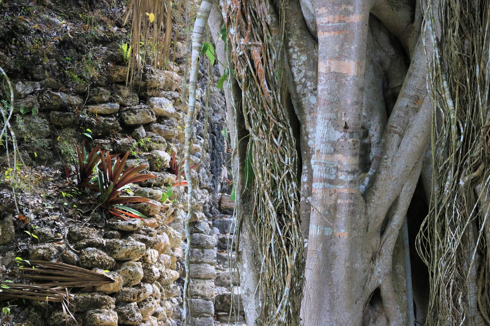 Giant trees around the ruins at Chacchoben