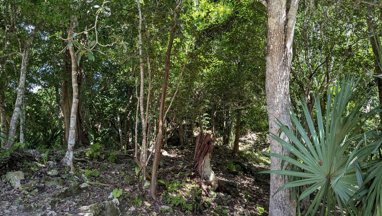 A temple in the jungle at Chacchoben