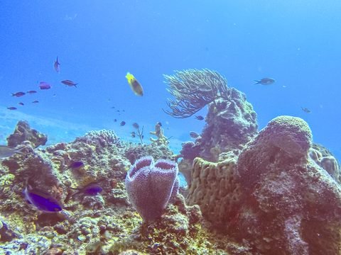 Coral reef in Cozumel Reefs National Park