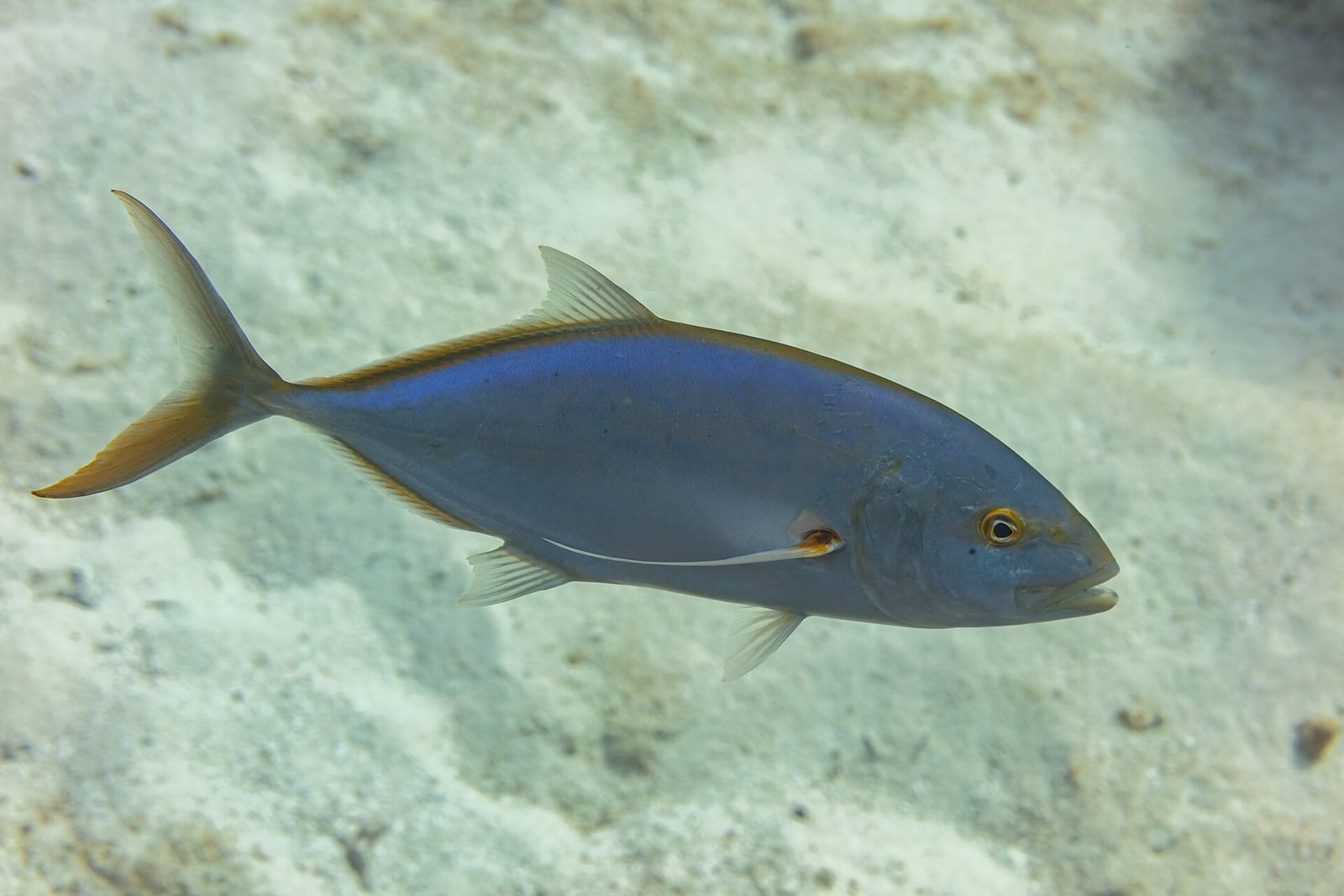 Bar jack swimming over a Cozumel reef