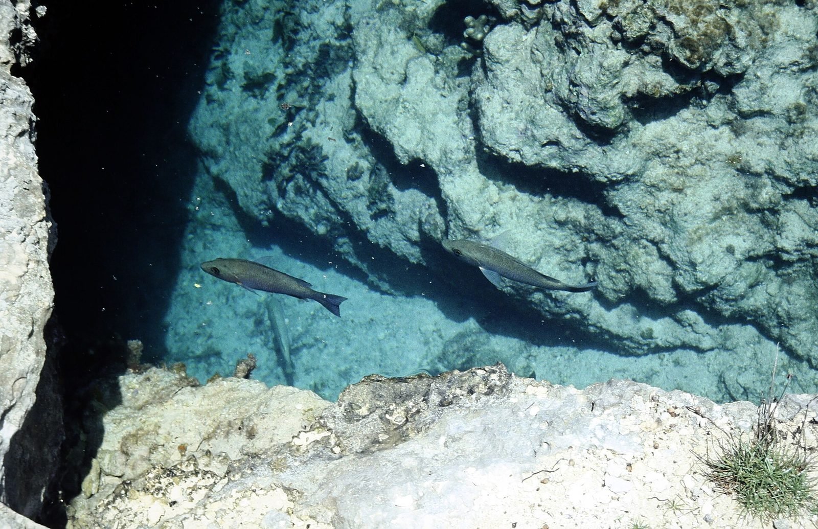 Fish in the lagoon at Chankanaab