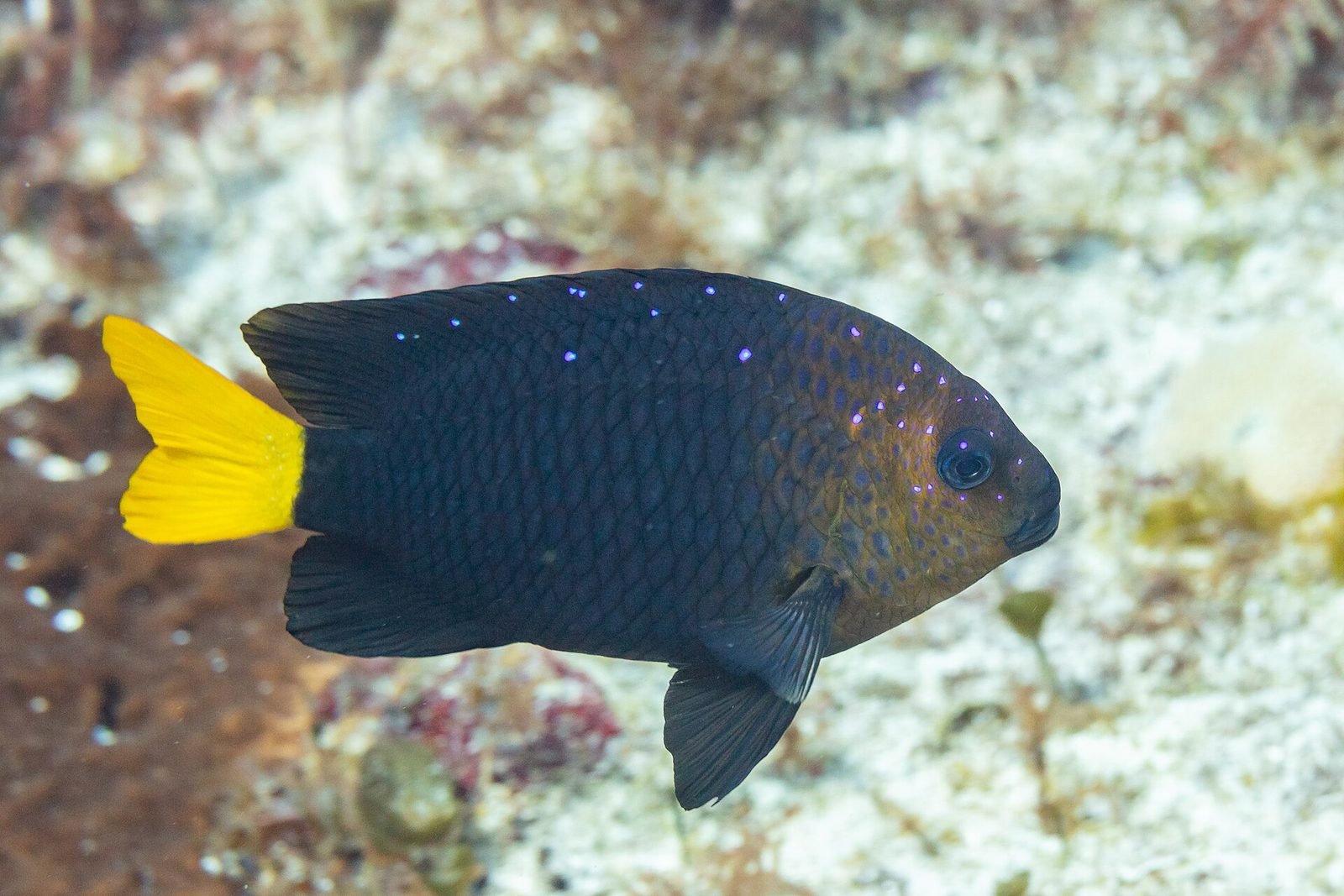 Yellowtail damselfish on a Cozumel reef