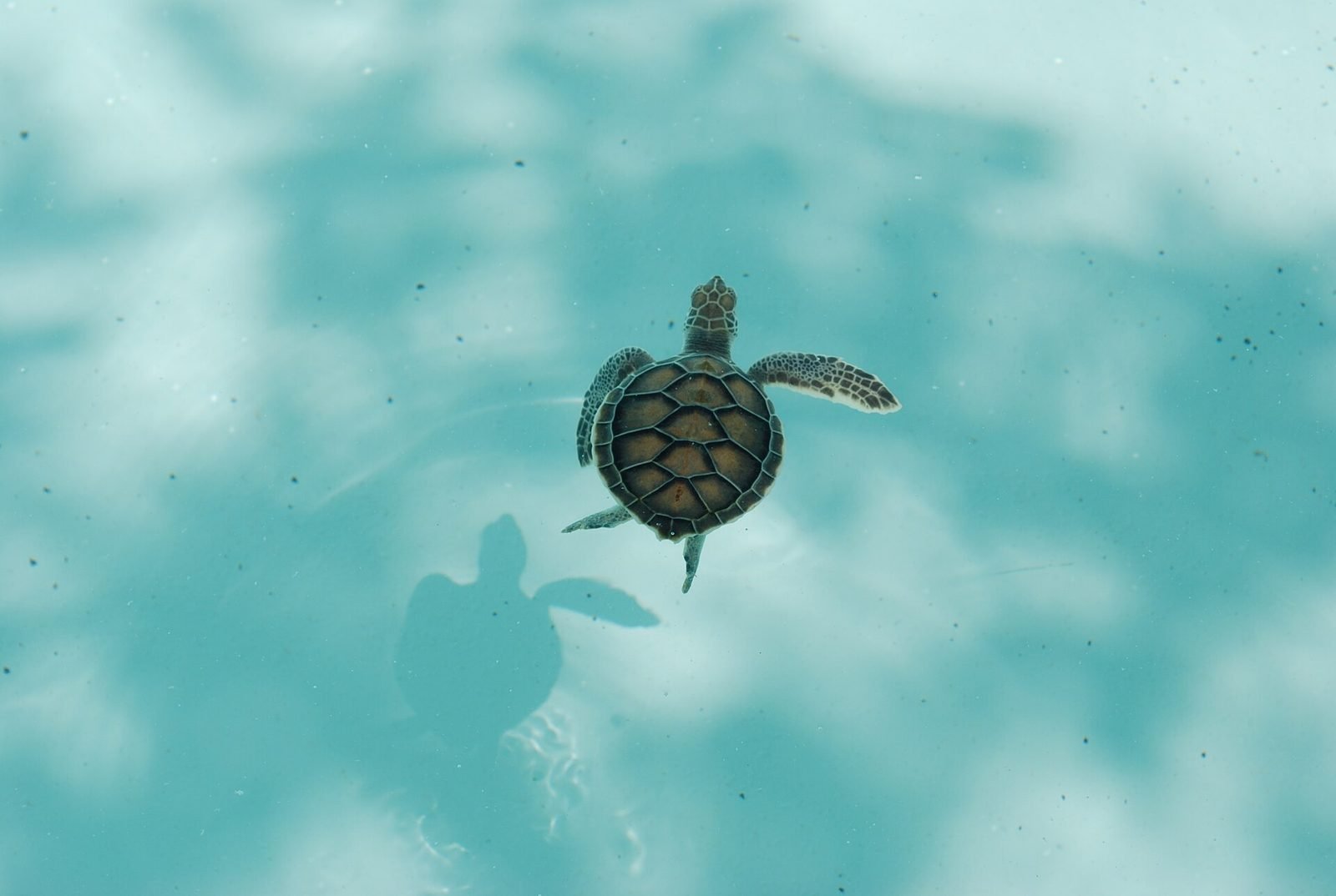 Young green sea turtle swimming off Cozumel