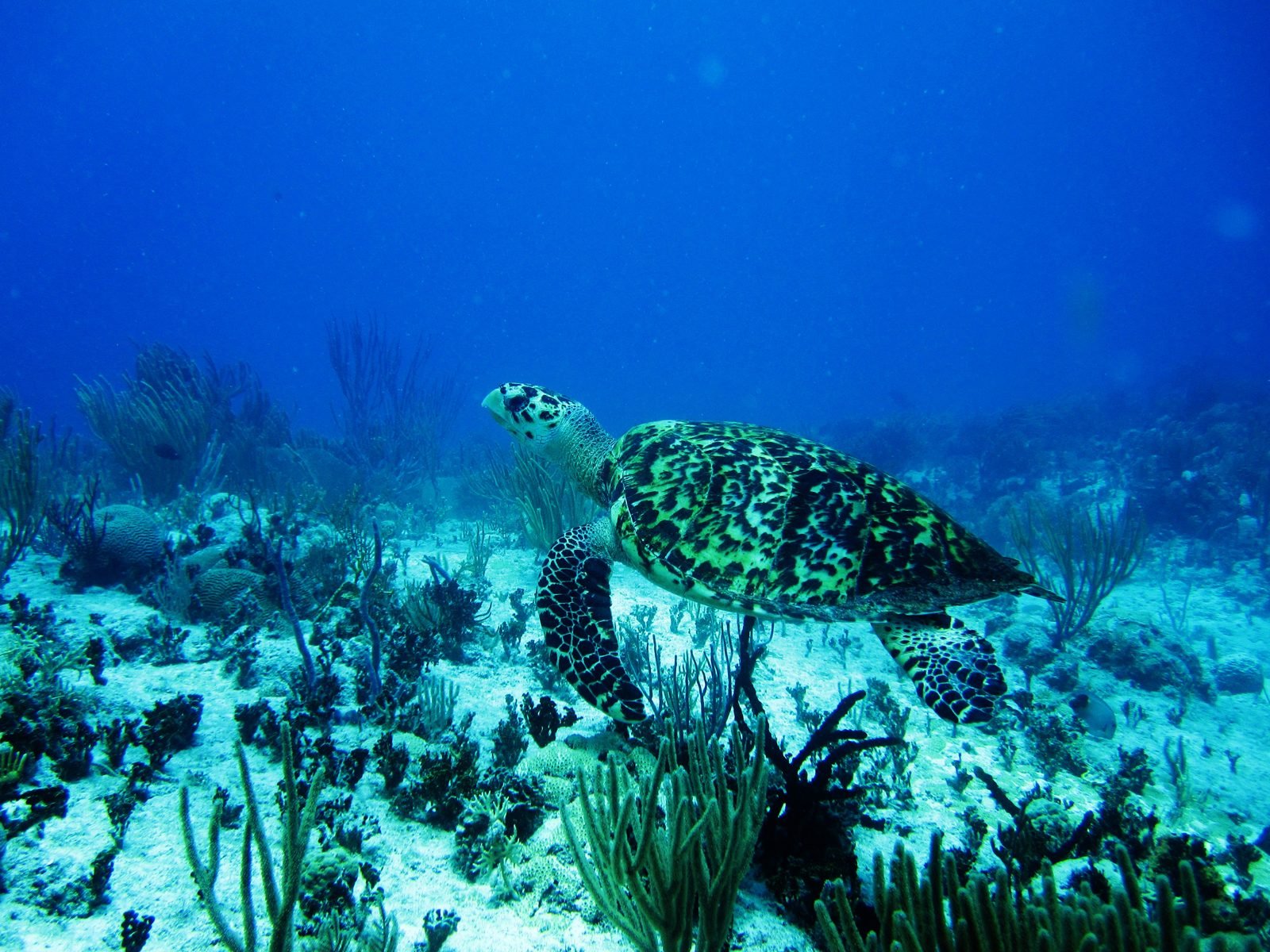 Hawksbill turtle on a reef off Cozumel
