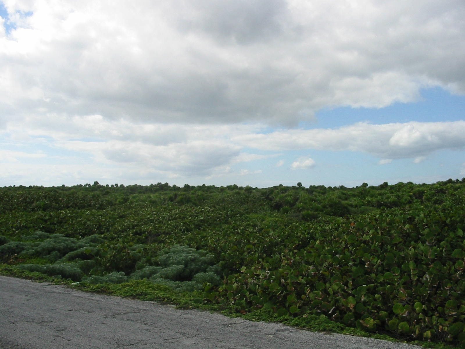 Flat jungle scrub beside a road on Cozumel