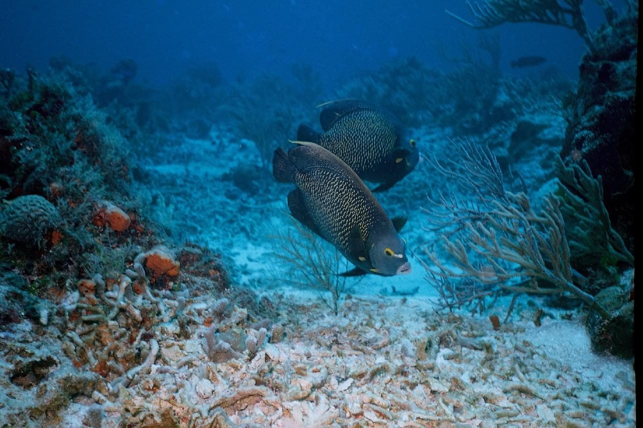 Reef fish and coral off Cozumel