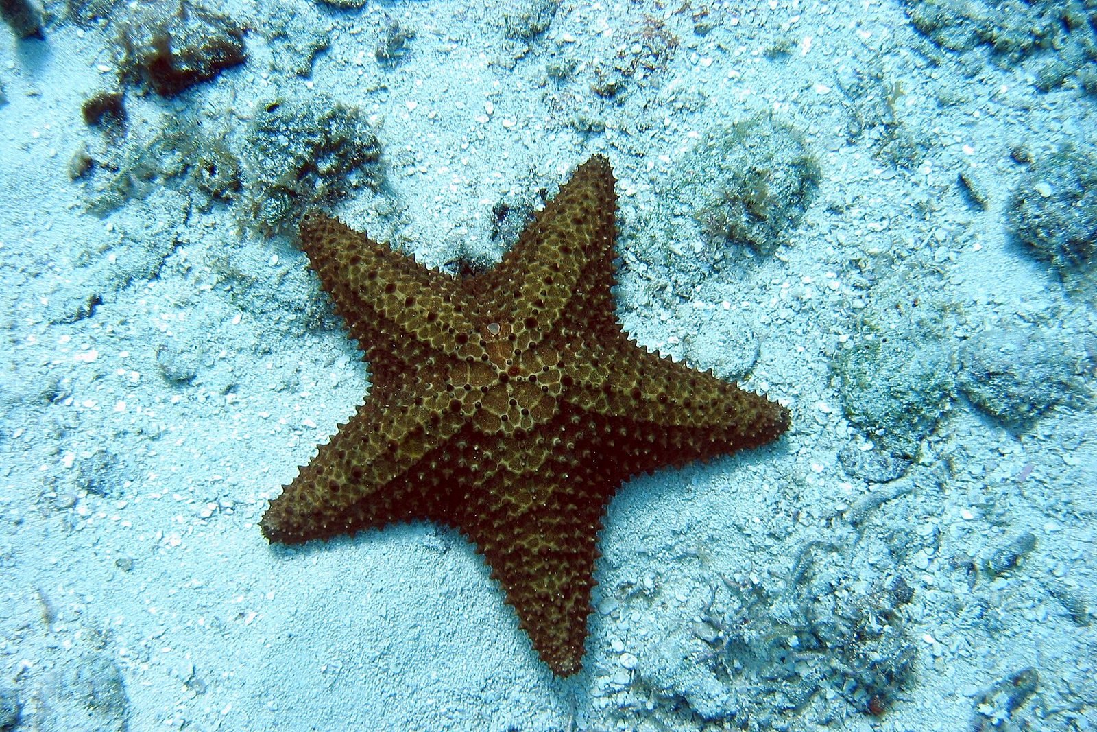 Sea star on the sand in shallow Caribbean water