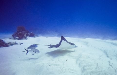 Stingrays gliding over the sand off Cozumel