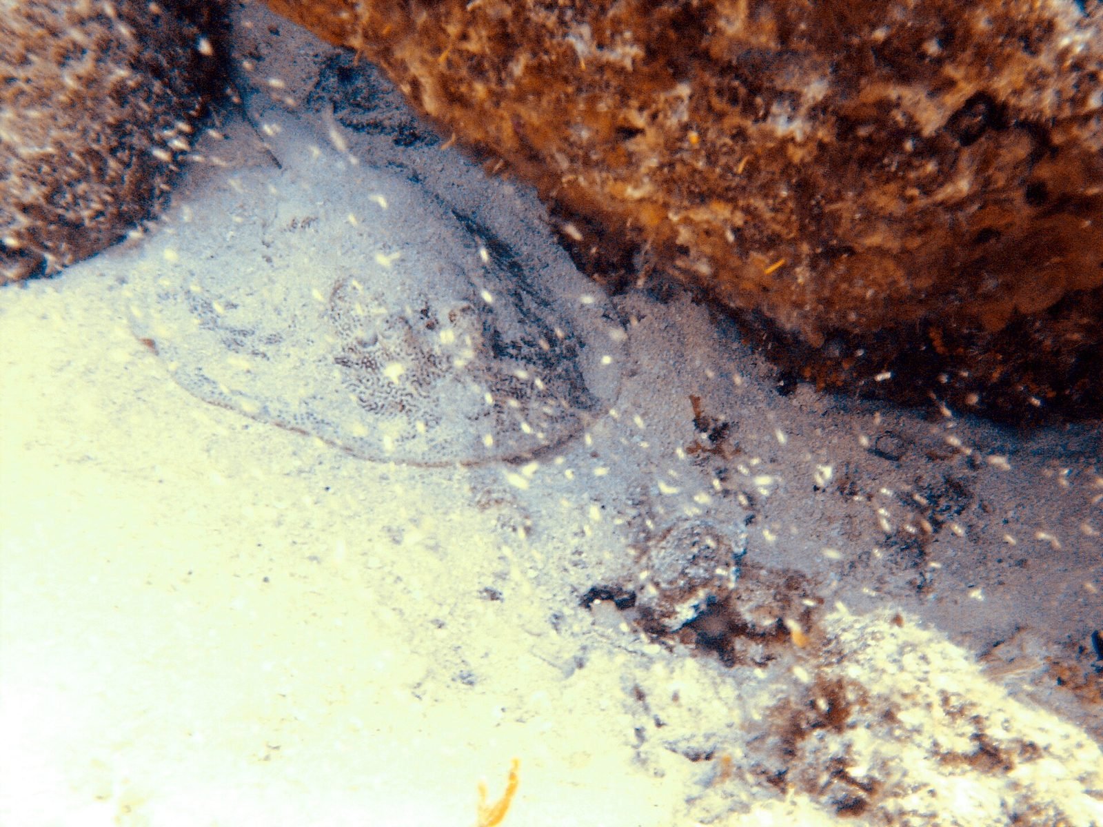 Yellow stingray resting on the sand off Cozumel