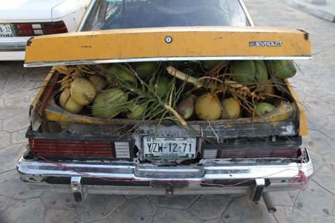 Fresh coconuts for sale in Progreso