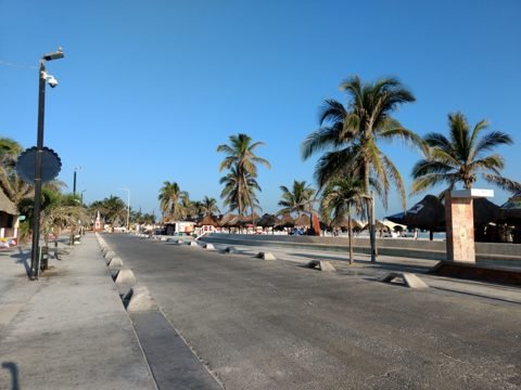 Palm trees along Progreso's Malecón