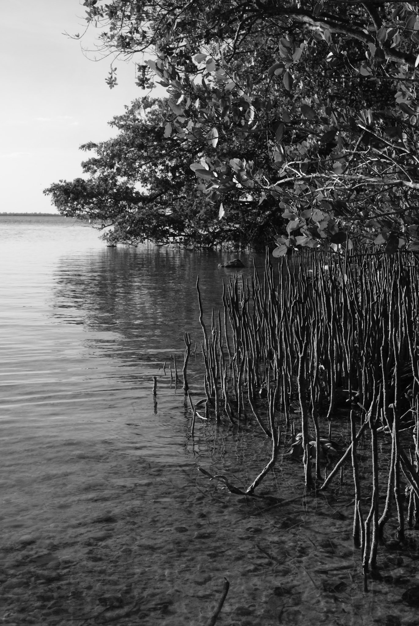 Mangroves on the coast near Progreso