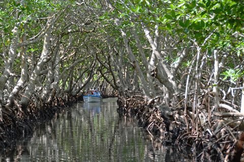 Mangrove tunnel on Roatan