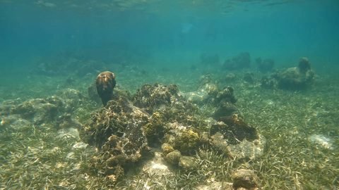 Coral near West Bay on the Mesoamerican Barrier Reef