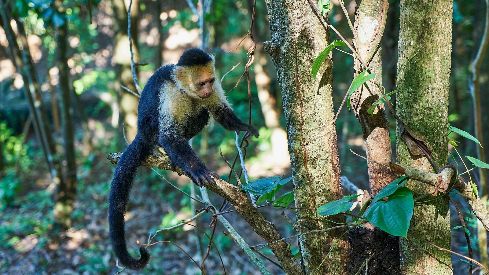 Capuchin monkey in the forest on Roatan