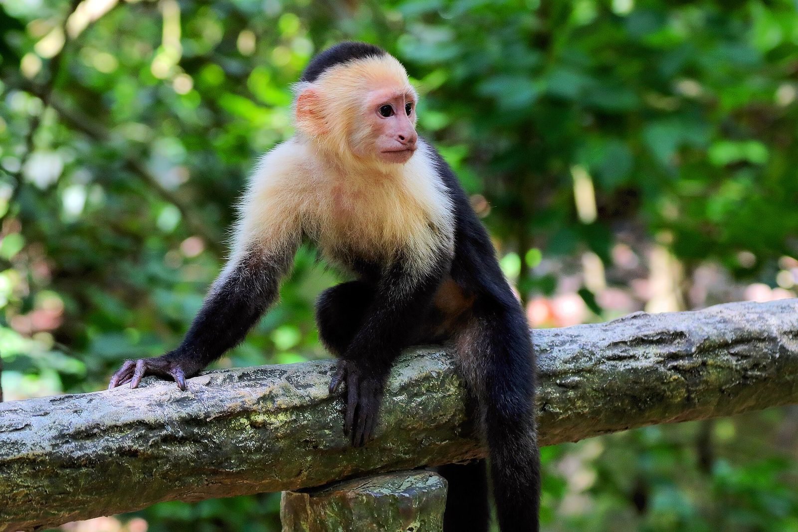 Capuchin monkey on a log at a Roatan wildlife park