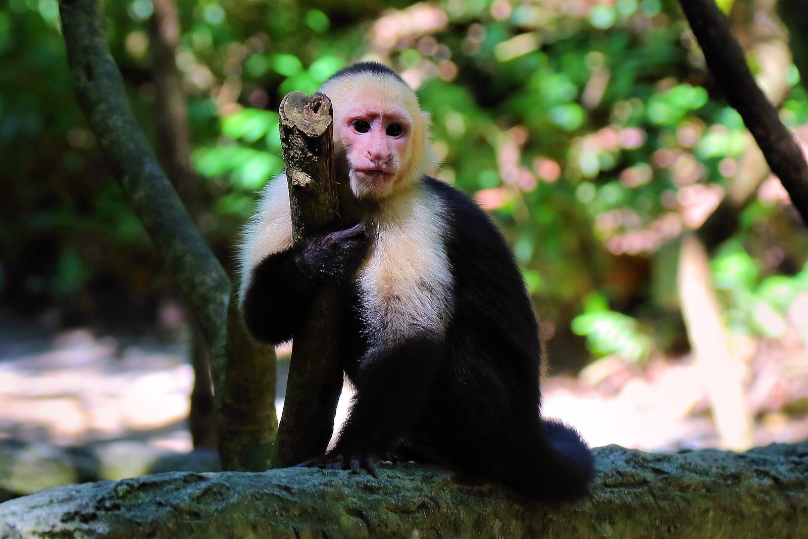 White-faced capuchin monkey at a Roatan wildlife park