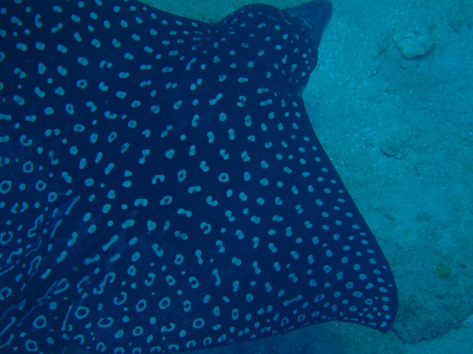 Eagle ray seen while snorkeling in West Bay