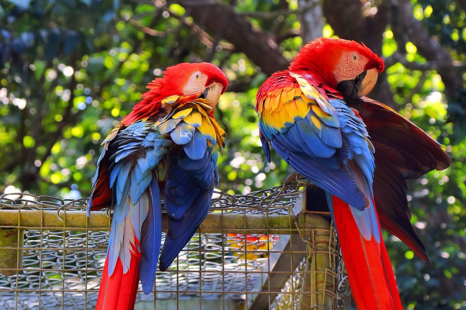 Scarlet macaws at a Roatan wildlife park