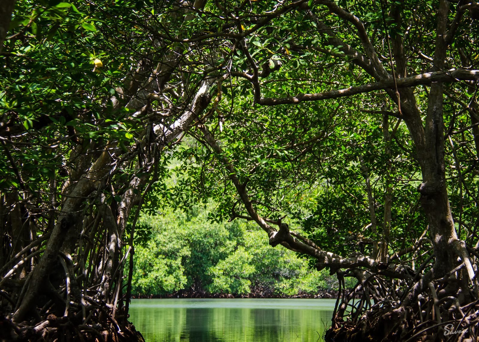 Coming out of a mangrove tunnel on Roatan