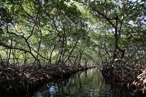 A mangrove tunnel on Roatan