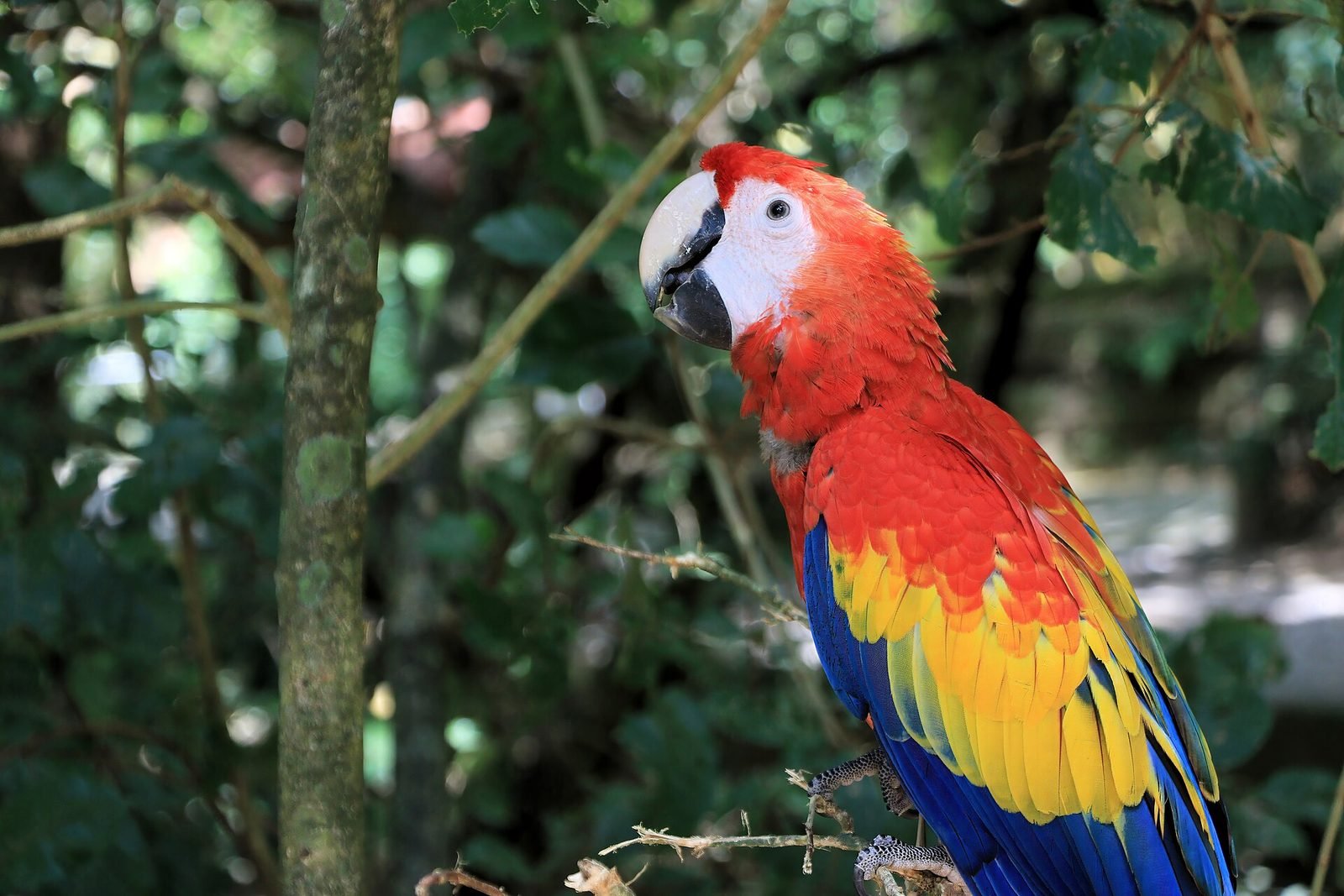 Scarlet macaw on Roatan
