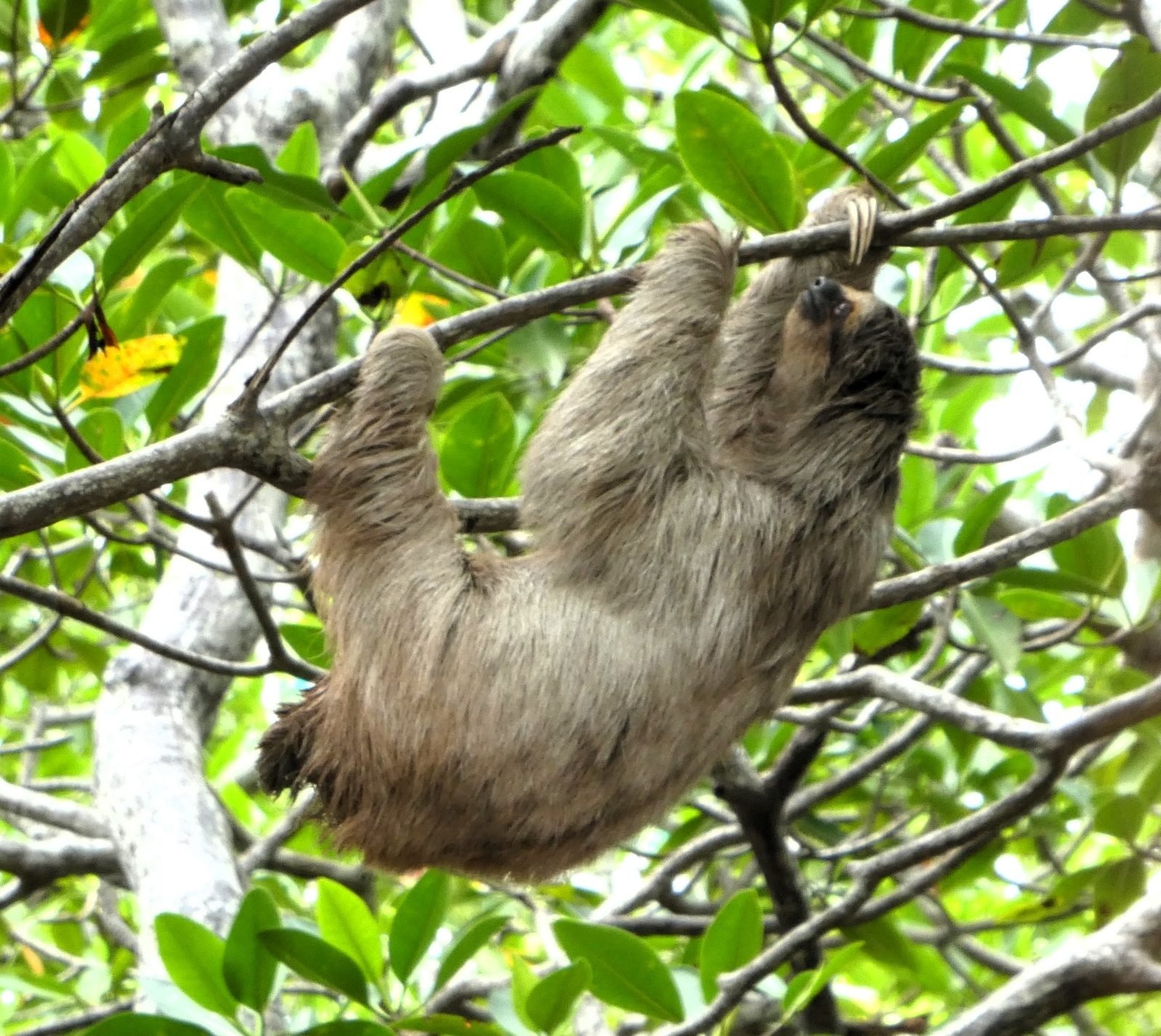 A sloth climbing through the branches on Roatan