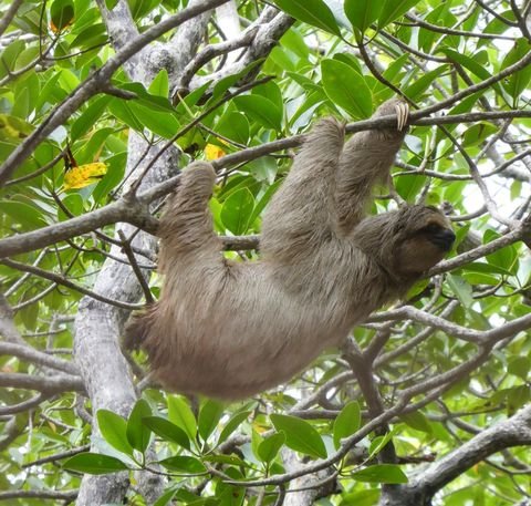 A sloth hanging in a tree on Roatan