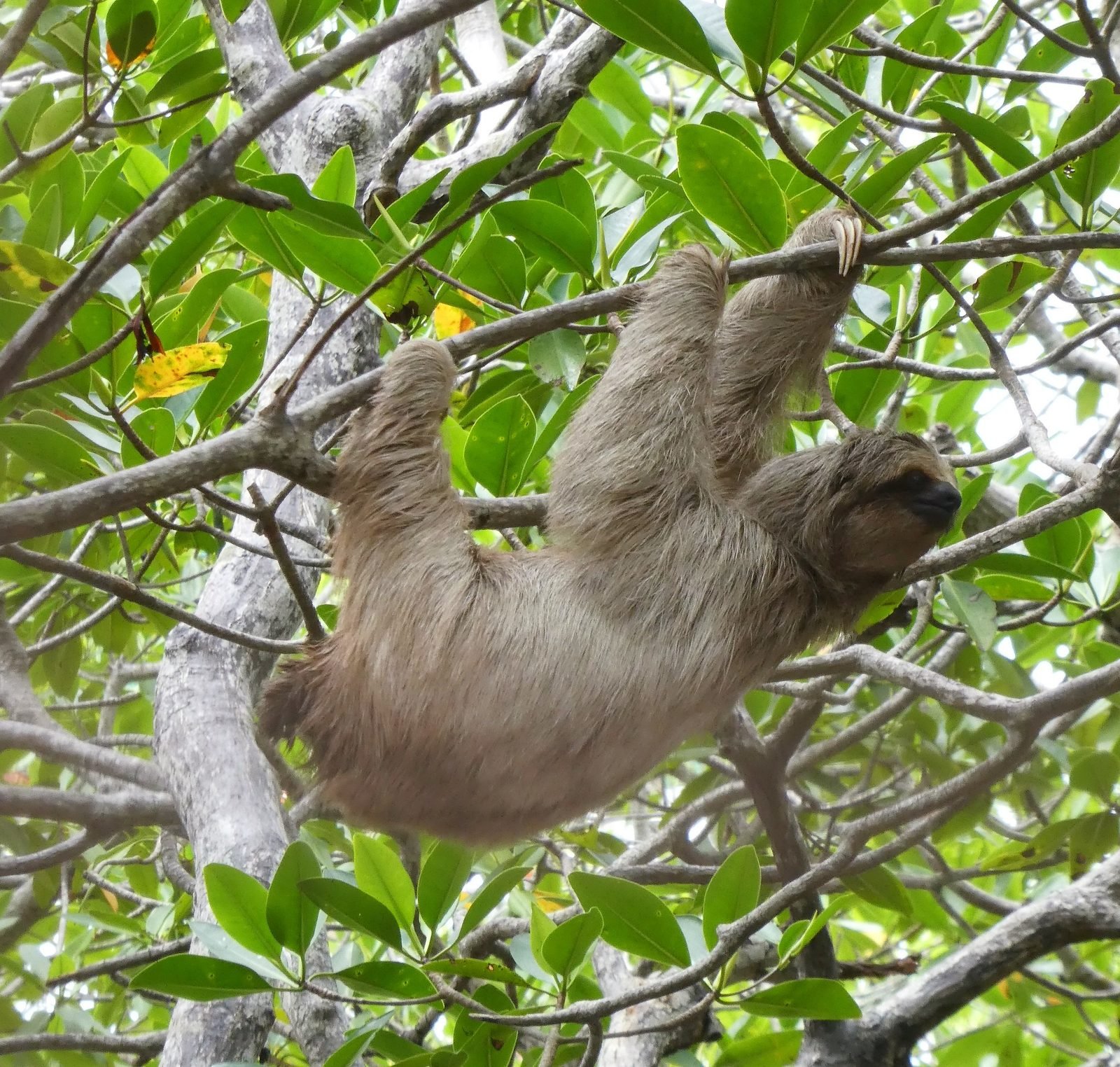 A sloth hanging in a tree on Roatan
