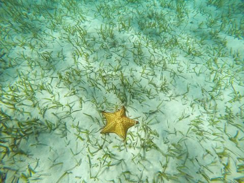 Cushion sea star on the sandy bottom, seen while snorkeling off Roatan