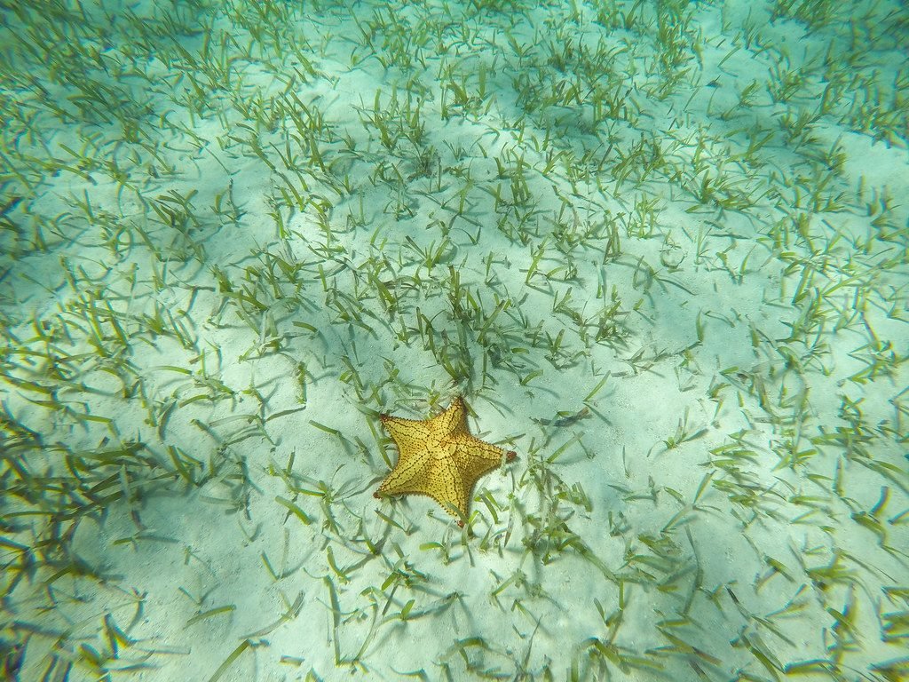 Cushion sea star on the sandy bottom, seen while snorkeling off Roatan