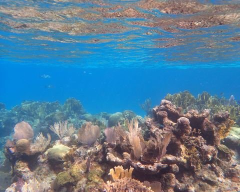 Colorful coral reef seen while snorkeling in West Bay
