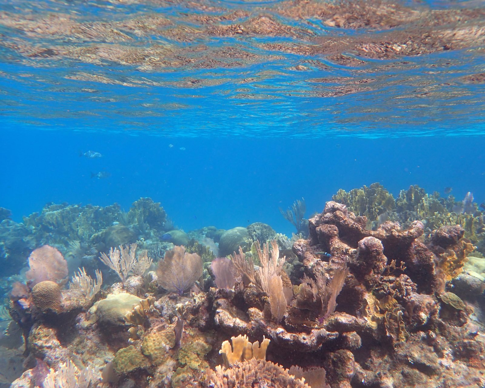 Colorful coral reef seen while snorkeling in West Bay